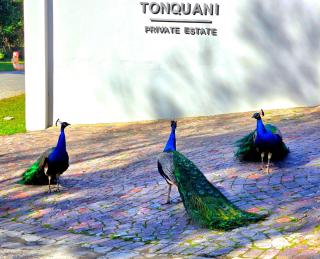 Tonquani - Knysna - Private Forest Retreat and Cottages - 1