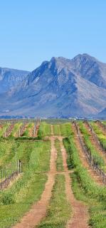 Hermanus - Escape Wines - House on Wine & Protea farm - 9