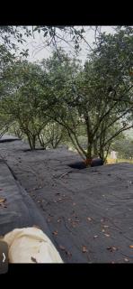 Camping ground at Maju farm house - 9