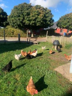 Bauernkaten mit Terrasse und Kamin bei Stahlbrode - Falkenhagen - 6