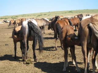 Live like a Mongolian Nomad - Ulaanbaatar - 7