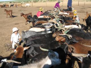 Live like a Mongolian Nomad - Ulaanbaatar - 5