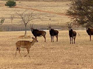 Villa de luxe Afrique du Sud - Bela Bela - 9