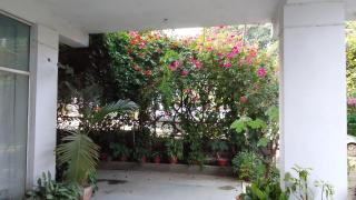 Mum's Bougainvillea - 2