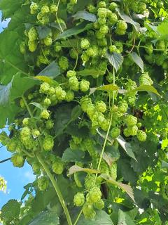 Holledauer Hopfakammerl - 2