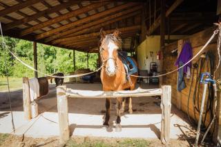 Connect with Nature on Quiet Horse Farm - 6