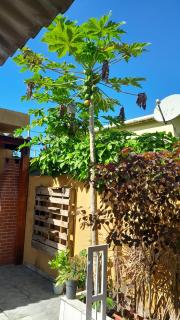 Ilha Da Rose - 5