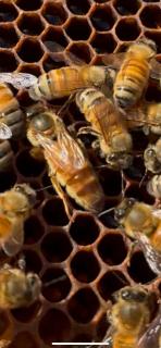 Anembo Country Cottages - 2