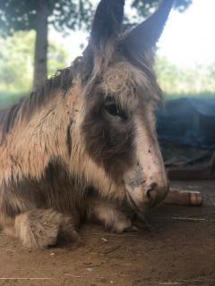 La Bergerie Luxury cottage and pool on eco-friendly micro-farm - 3