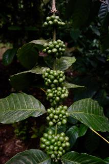Fairwinds Coorg - Boutique Homestay at Coffee Farm - 3