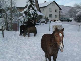 Pension Schneider - 2