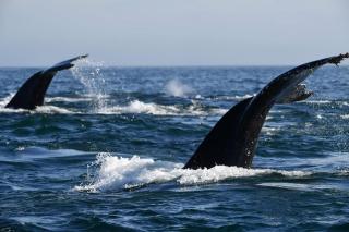 Seaside Studio - Yzerfontein - 1