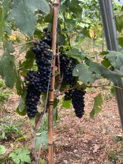 Roca negra Montseny - Fogars de Montclus - 4