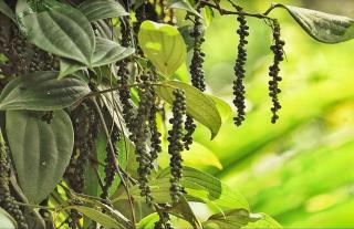 Pepper Nut Homestay - 7