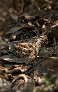 Pepper Nut Homestay - 2