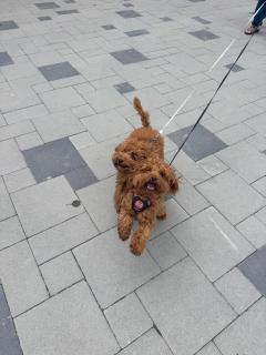 Садиба Близнюки - 6