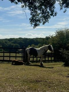 Grade II Listed Farmhouse, Pool, Hot Tub, Games Room, Celebration Hall, Car Park, 10ppl, 45 min from Central London - 6
