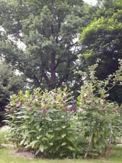 Pensjonat Leśny Dworek - 4