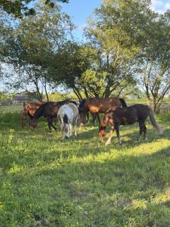 Domaine Saint Jean - 6