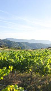 La PenAlta - Allotjament enoturístic - Vilanova de Prades - 5