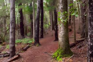 Cabaña en el bosque I Tranquilidad y montaña - 7
