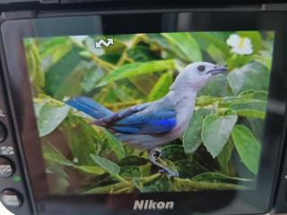 Minca Seasons Birds - Minca - 8