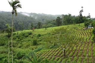 Wayanad Farm Heritage - 0