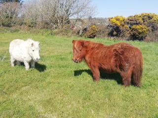 Windman Cottage - your tranquil home from home with beautiful garden - 6