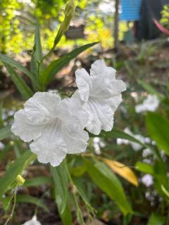 Cana Garden House 3 - 5