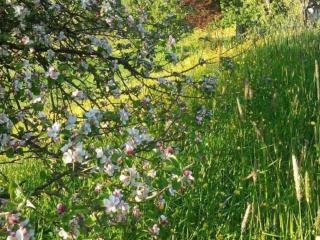 Chimay Nature Hideaway - 1