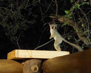 Lenny's Den - Marloth Park - 1