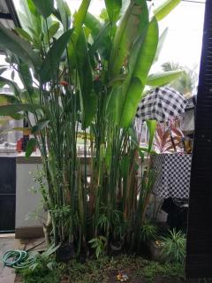 Gubug Amertha B1 House - Tabanan - 4