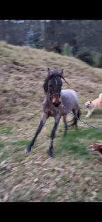 Glamping colina campestre ecológica - 8