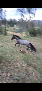 Glamping colina campestre ecológica - 9