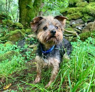 Mountain View Cottage - Style, Calm & Scenery EV Friendly Zappi - 6