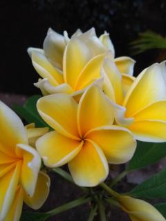 Lucy's Garden Hotel - Gili Air - 1
