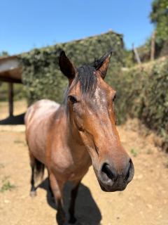 Quinta da Rabaçosa - Turismo Rural - Castro Daire - 4