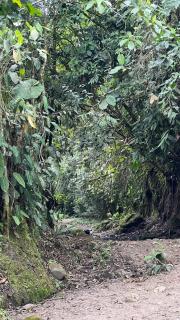 La casa de Tikal - 4