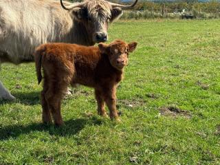 Bockagh Farm - Ballaghaderreen - 9
