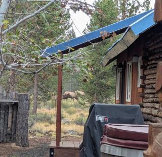 Blue Top Cabin Bend Sunriver Log Hot Tub Fire Pit Family Dog Horse Friendly Public Trail Access - Three Rivers - 7