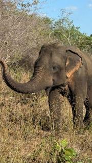 Redstone Cottage Gal Oya - 4