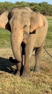 Redstone Cottage Gal Oya - 8