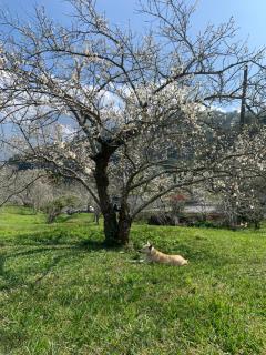 Great Nature Villa - Jiji - 9