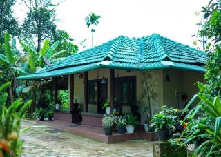 Paddy Land - 4