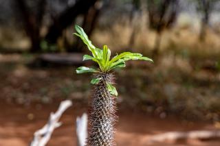 Hoedspruit Bush Cottage - Hoedspruit - 7