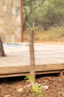 Hoedspruit Bush Cottage - 4
