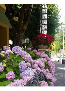Hotel Delle Ortensie - Fiuggi - 9
