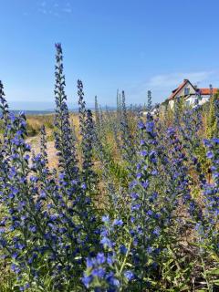 Havsnära studio - 1