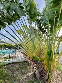 Caribbean Cocoon - Vue sur Golf, accès Piscine et Place, à la Marina de Saint François - 9