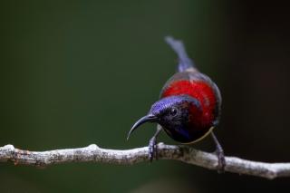 Rangbondoi - Birdhides Included and available for birding guide - - 5